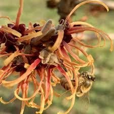 Witch Hazel